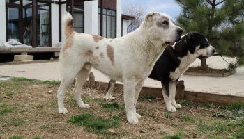 Наследник гор и степей: как вырастить алабая, который станет сердцем семьи и её неприступной крепост Наследник гор и степей: как вырастить алабая, который станет сердцем семьи и её неприступной крепост