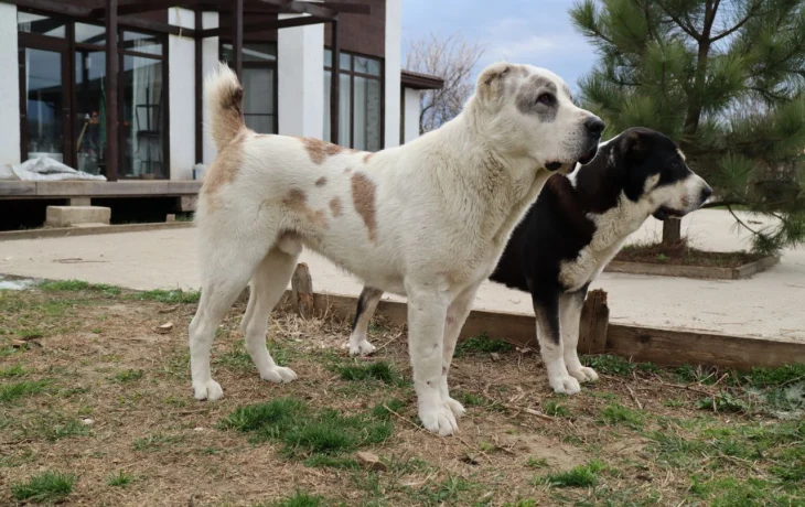 Наследник гор и степей: как вырастить алабая, который станет сердцем семьи и её неприступной крепост Наследник гор и степей: как вырастить алабая, который станет сердцем семьи и её неприступной крепост